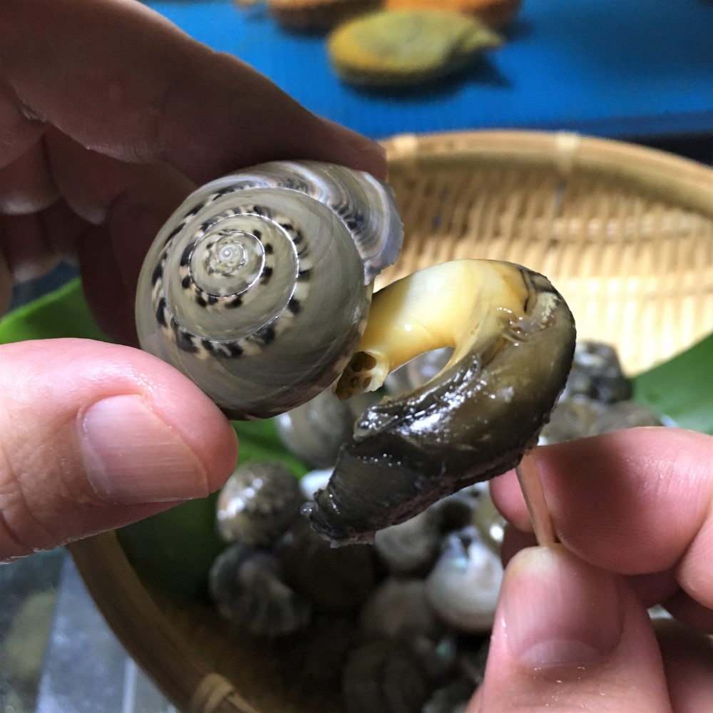 千葉県産 天然 貝 冷凍ナガラミ お摘み あて