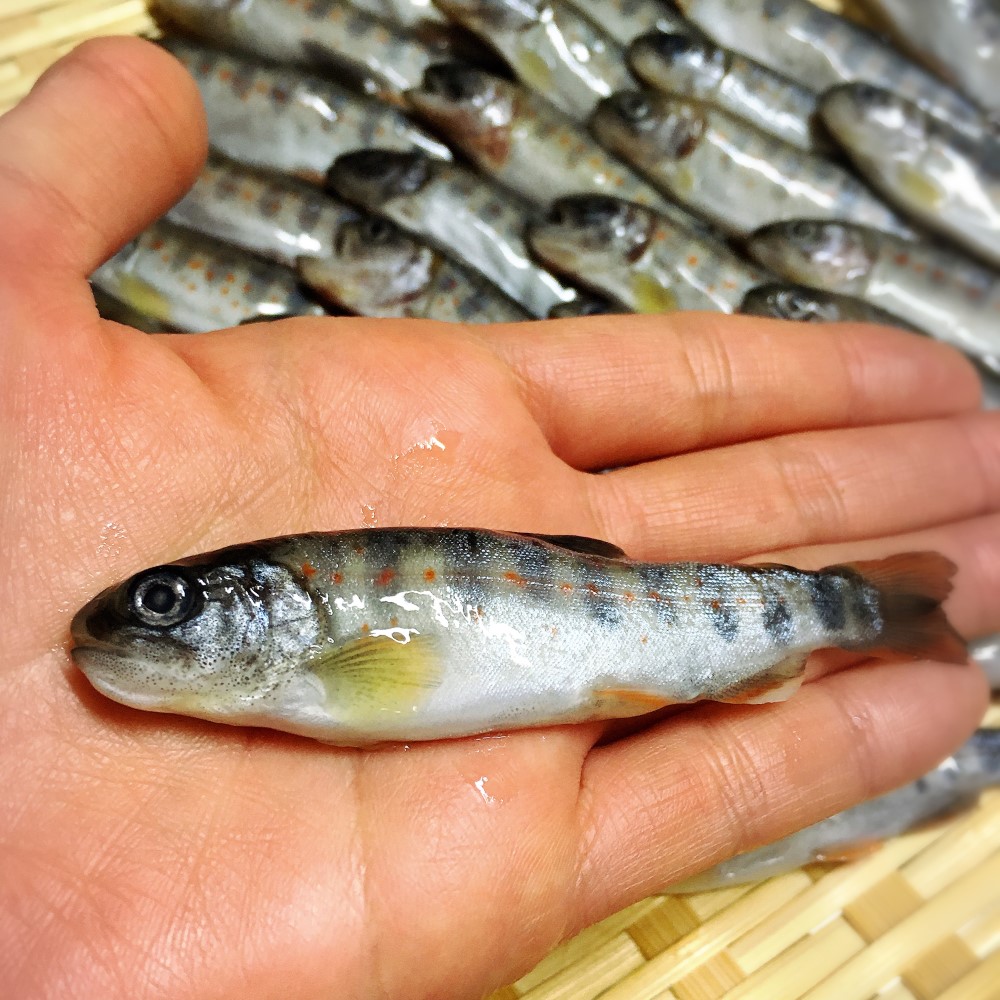 楽天市場 アメゴ幼魚 1キロ 100 130匹 冷凍 仁淀川 仁淀ブルー 養殖 清流 塩焼き 炭焼き バーベキュー 晩酌 アメゴ 川魚 煮付け 特産 贈答 ギフト 干物 素揚げ 唐揚げ 珍味 レア 活海老 貝 卸の店うみさち 楽天市場 アメゴ幼魚 1キロ 100 130匹 冷凍 仁淀川 仁淀ブルー 養殖 清流 塩焼き 炭焼き バーベキュー 晩酌 アメゴ 川魚 煮付け 特産 贈答 ギフト 干物 素揚げ 唐揚げ 珍味 レア 活海老 貝 卸の店うみさち