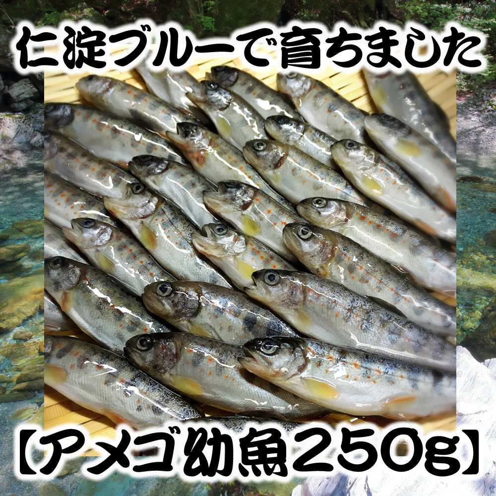 楽天市場 アメゴ幼魚 250g 25 35匹 冷凍 仁淀川 仁淀ブルー 養殖 清流 塩焼き 炭焼き バーベキュー 晩酌 アメゴ 川魚 煮付け 特産 贈答 ギフト 干物 素揚げ 唐揚げ 珍味 レア 活海老 貝 卸の店うみさち