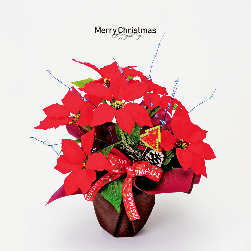 楽天市場】【大感謝祭店内全品P5倍】 クリスマスス ポインセチア 40cm