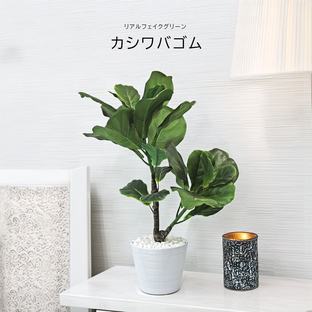 人工観葉草木 父の日 室外 フェイクグリーン 本当の 観葉草木 父の日 室外 造花 カシワバゴムポット 鉢付 今めかしい 55糎
