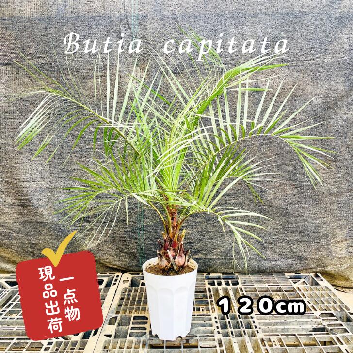 楽天市場】希少品種 観葉植物：トックリヤシ(徳利椰子)*大型ヤマト便