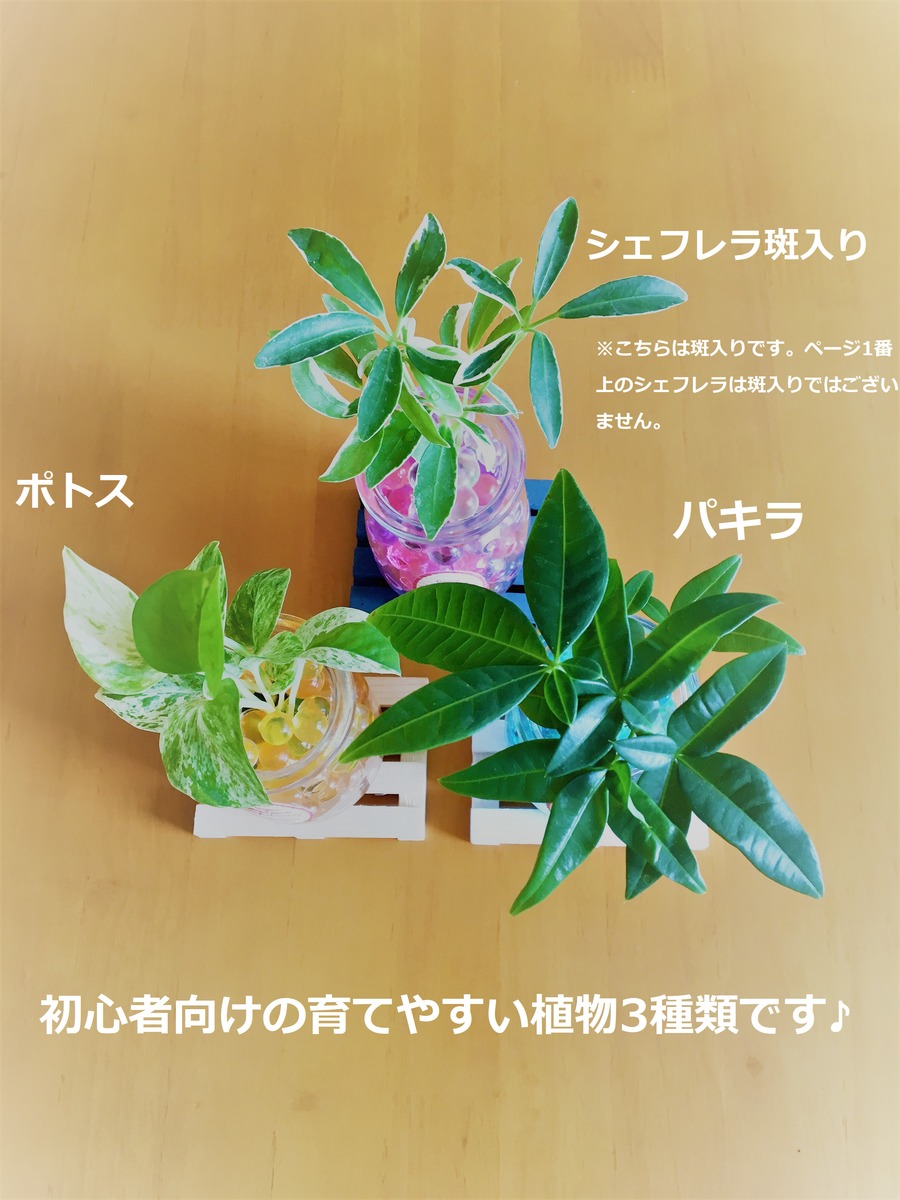 浴室 観葉植物 ハイドロカルチャー Interior