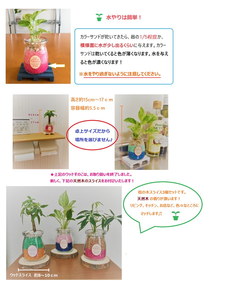 楽天市場 農園直送 ミニ観葉植物 ハイドロカルチャー ツートン カラーサンド3個ｓｅｔウッドスライス付き 選べる植物 カラーサンド ウナプランタグリーン 楽天市場店