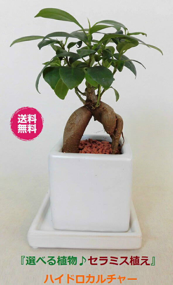 楽天市場 農園直送 ミニ観葉 メインの植物が選べる 寄せ植え ハイドロカルチャー セラミス植え ウナプランタグリーン 楽天市場店