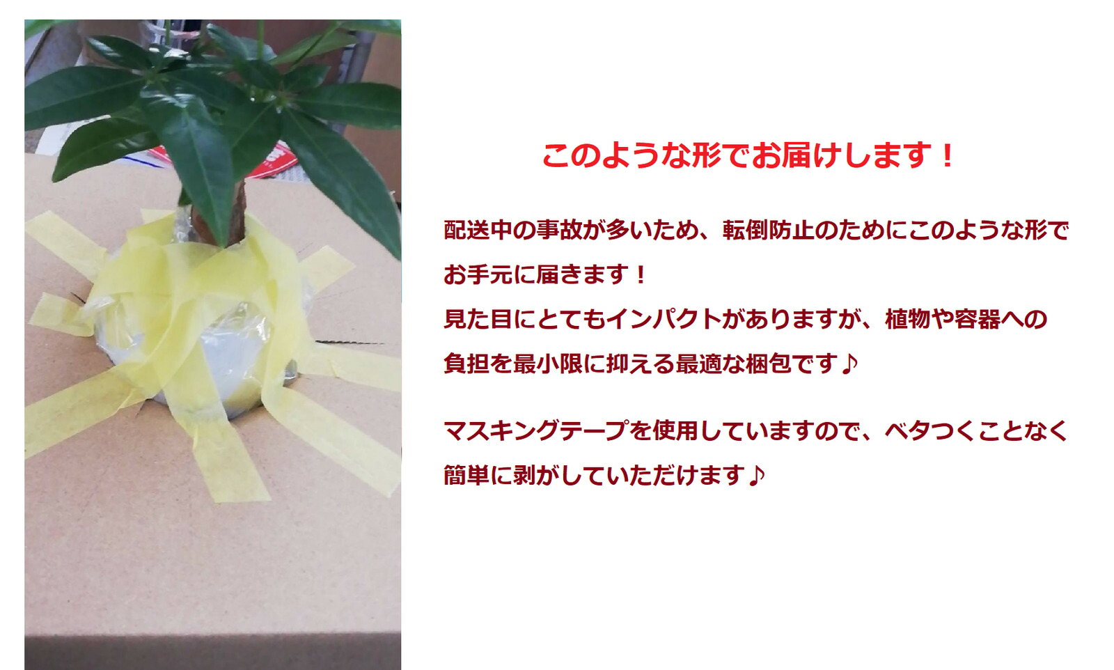 ミニ観葉 幸せを呼ぶナギ ハイドロカルチャー セラミス植え 風水でも幸運アイテム Educaps Com Br