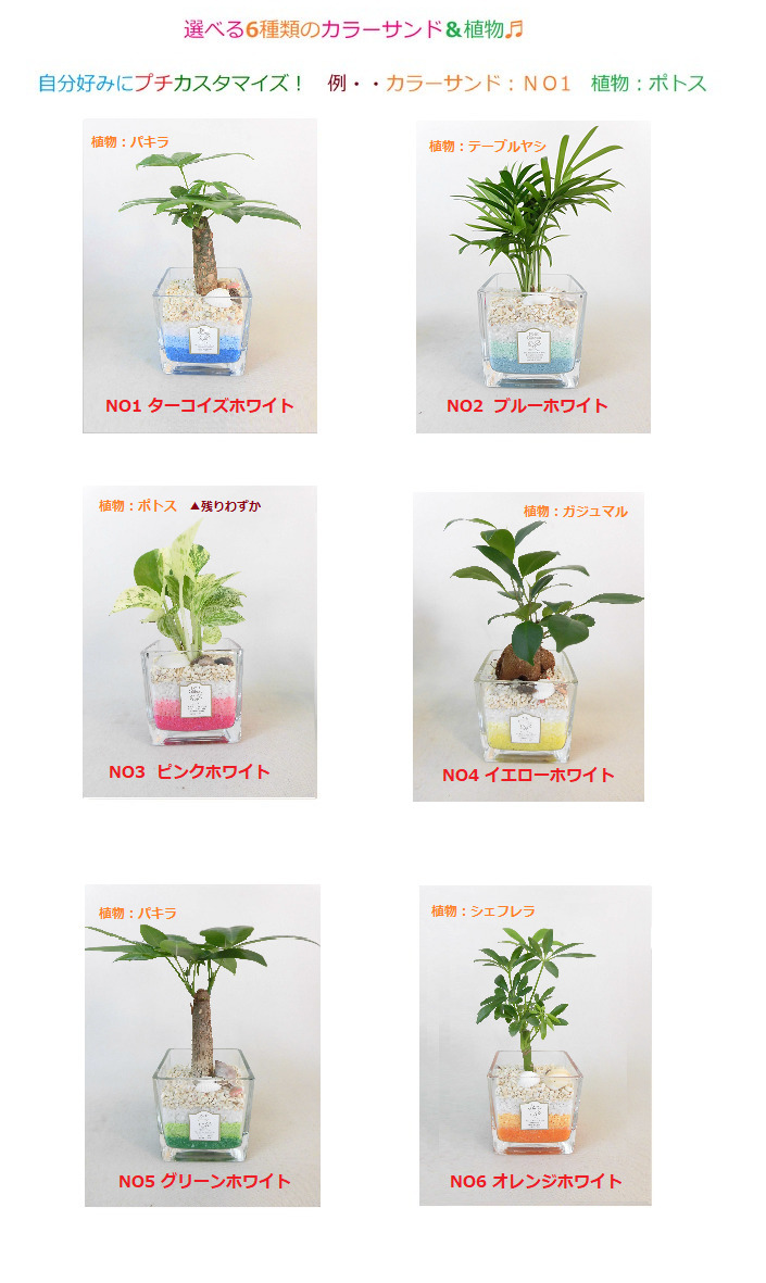 プランテーション直送 ハイドロ培養 ミニ観葉 愛くるしげ カラフル色相沙 選べる植物 サンドカラー Foxunivers Com