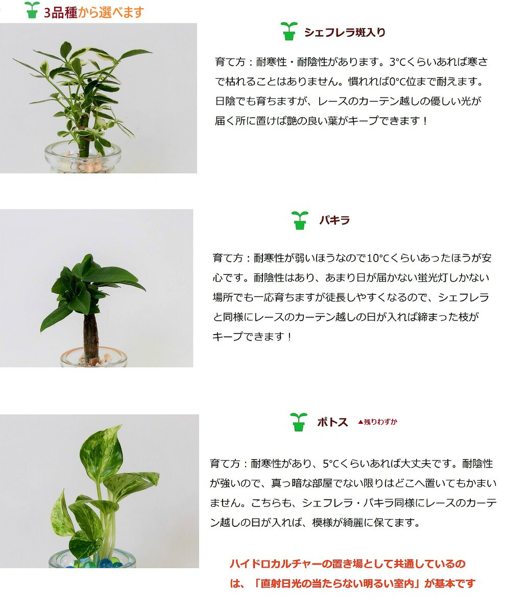 楽天市場 農園直送 ミニ観葉植物 ハイドロカルチャー クリスタルゼリーマーブル3個ｓｅｔウッドスライス付き 選べる植物 ゼリーカラー ウナプランタグリーン 楽天市場店