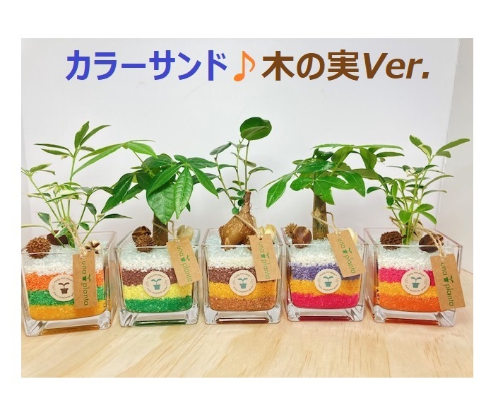 カラーサンドアート/ガジュマル/フルオーダー/観葉植物 カラーサンドアート/ガジュマル/フルオーダー/観葉植物 カラーサンド