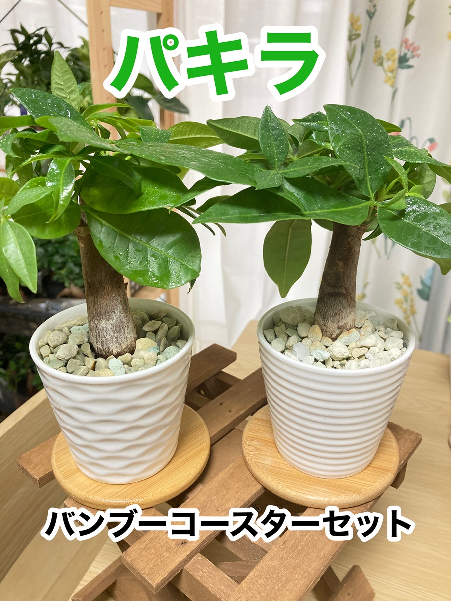 成熟したパキラ 約1.5メートル 白鉢 パキラ 112401 販売・通販 ［詳細ページ］ *tree tree*