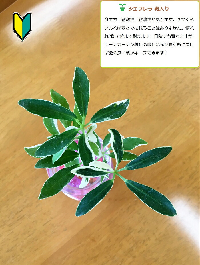 楽天市場 農園直送 ミニ観葉植物 ハイドロカルチャー ツートン カラーサンド3個ｓｅｔウッドスライス付き 選べる植物 カラーサンド ウナプランタグリーン 楽天市場店