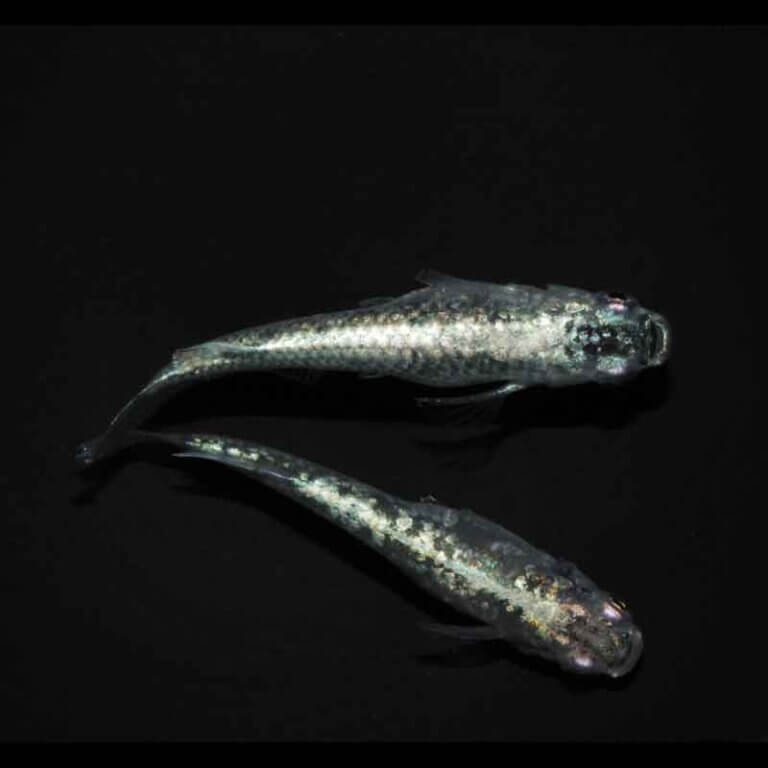 メダカ レックウザ 1ペア 3ペア めだか 生体 販売 ペア 成魚 セット 黒 高級 改良めだか 品種改良メダカ 高級メダカ 黒メダカ ラメメダカ メダカ専門店 メダカ販売 めだか販売 メダカ生体 メダカペア メダカ通販 メダカ高級 淡水 観賞魚 日本 淡水魚 medaka 送料無料｜メダカうなとろふぁ～む店