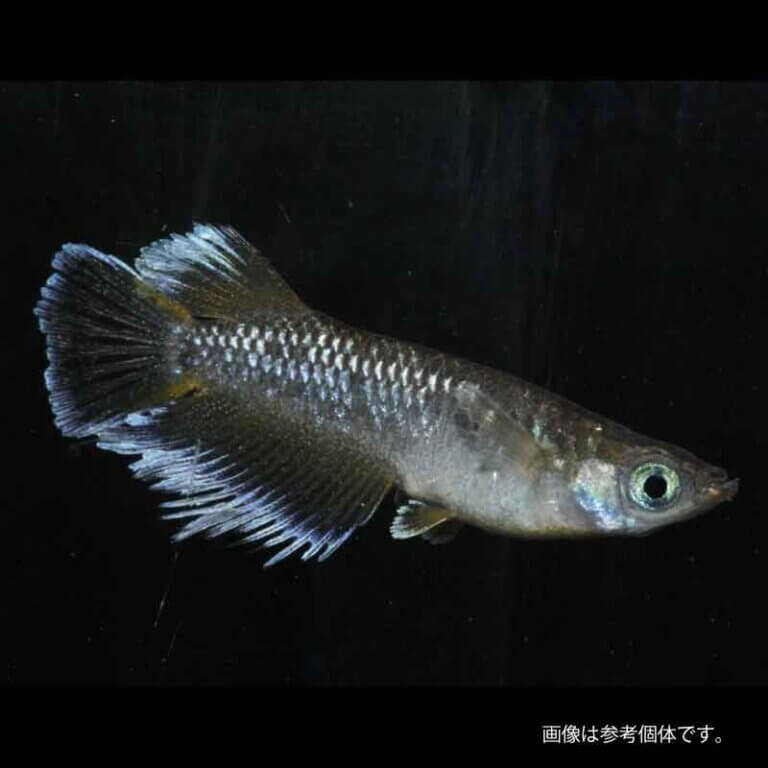 メダカ フロマージュ 1ペア 3ペアめだか 生体 販売 ペア 成魚 セット 体外光 ヒレ光 ロングフィン メダカ生体 高級 改良めだか 品種改良メダカ 高級メダカ メダカ販売 めだか販売 メダカペア メダカ通販 ネット ロング フィン 淡水 観賞魚 日本 淡水魚 medaka 送料無料｜メダカうなとろふぁ～む店