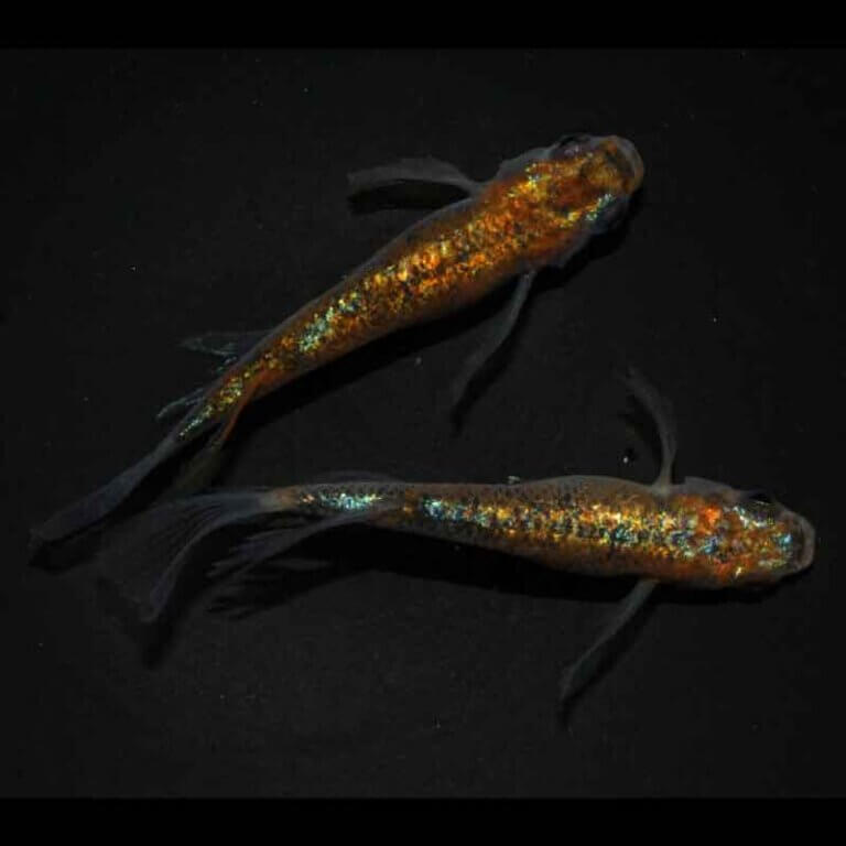 メダカ 大輝 1ペア 3ペア めだか 生体 販売 ペア 成魚 セット オーロラ 高級 ラメメダカ 綺麗 な 改良めだか 品種改良メダカ 高級メダカ メダカ販売 めだか販売 メダカ生体 メダカペア メダカ通販 メダカ専門店 ネット 淡水 観賞魚 日本 淡水魚 medaka 送料無料