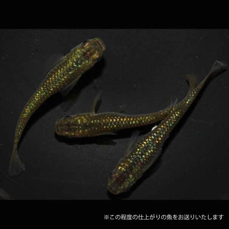 めだか 今日から今シーズンの無人販売を開始しました❗️ シーズン中は