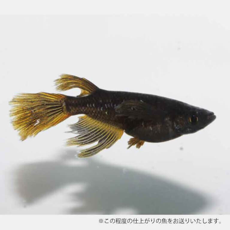 メダカ めだか ブラックジュエリー ペット 観賞魚 生体 品種改良メダカ アクアリウム 成魚 ラメ ラメめだか　ヒレ長