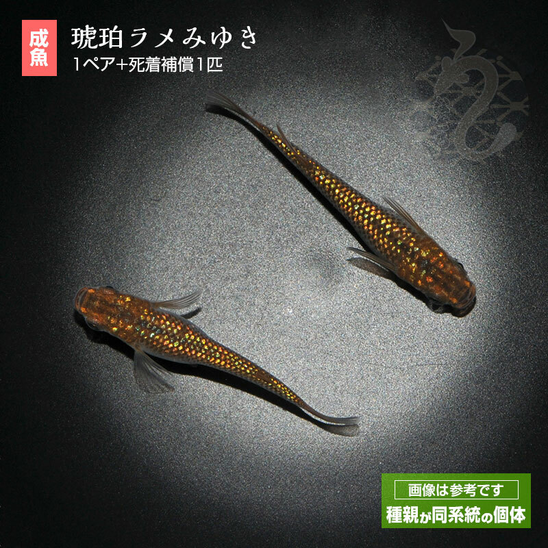 専門店 メダカ めだか 琥珀ラメみゆき 1ペア ペット 観賞魚 生体 品種改良メダカ アクアリウム 成魚 みゆき 幹之 ラメ きれい 琥珀  www.servitronic.eu