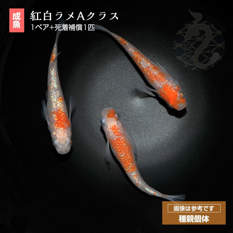 メダカ めだか 紅白ラメ 1ペア ペット 観賞魚 生体 品種改良メダカ アクアリウム 成魚 ラメ きれい 紅白 最安値に挑戦
