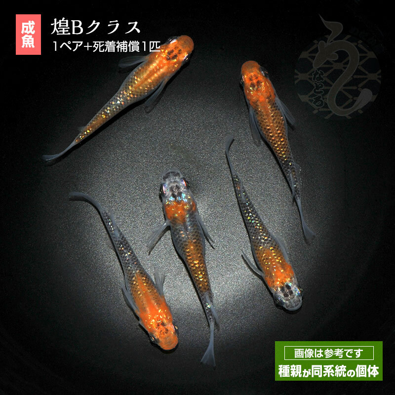 【楽天市場】メダカ 夜煌 1ペア めだか 改良 ペット 観賞魚 生体 