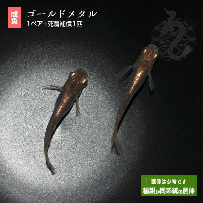 メダカ めだか ゴールドメタル 1ペア ペット 観賞魚 生体 品種改良メダカ アクアリウム 成魚 きれい ヒカリ体型 59 Off