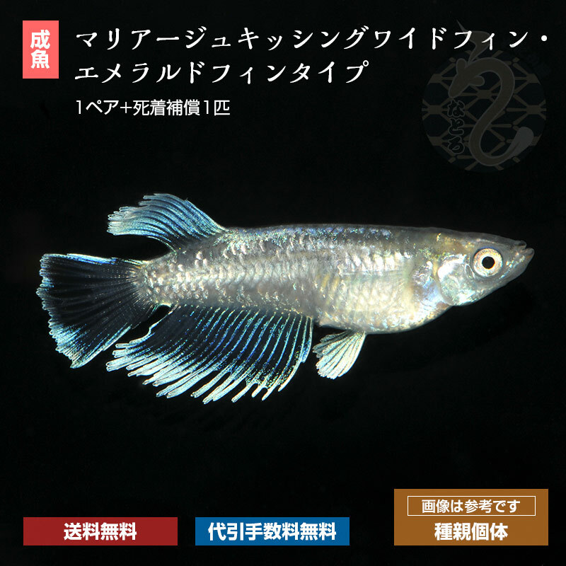 楽天市場】メダカ めだか ネプチューン 1ペア ペット 観賞魚 ...