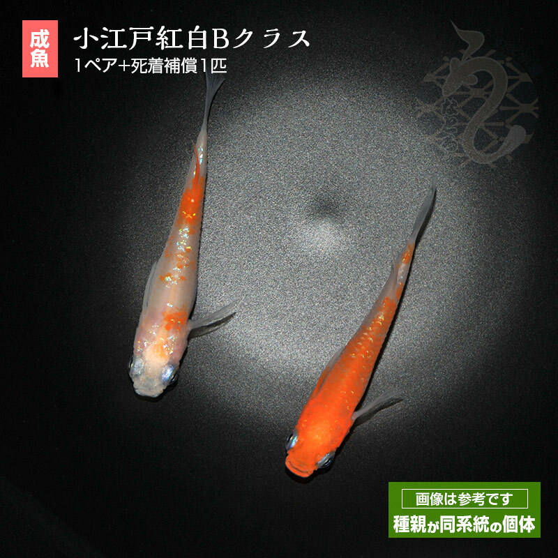 楽天市場】メダカ めだか 紅凛 1ペア ペット 観賞魚 生体 品種改良メダカ アクアリウム 成魚 三色 体外光 赤橙 : メダカ うなとろふぁ〜む楽天市場店