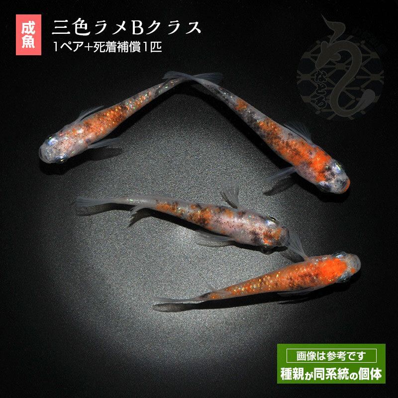 楽天市場】メダカ めだか 紅凛 1ペア ペット 観賞魚 生体 品種改良メダカ アクアリウム 成魚 三色 体外光 赤橙 : メダカ うなとろふぁ〜む楽天市場店