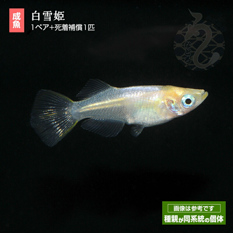 楽天市場】メダカ めだか プラチナホワイト 3ペア ペット 観賞