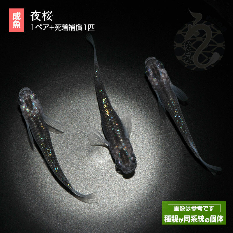 メダカの生体？ 通販では高いです 楽天市場】メダカ めだか プラチナホワイト 1ペア ペット 観賞魚