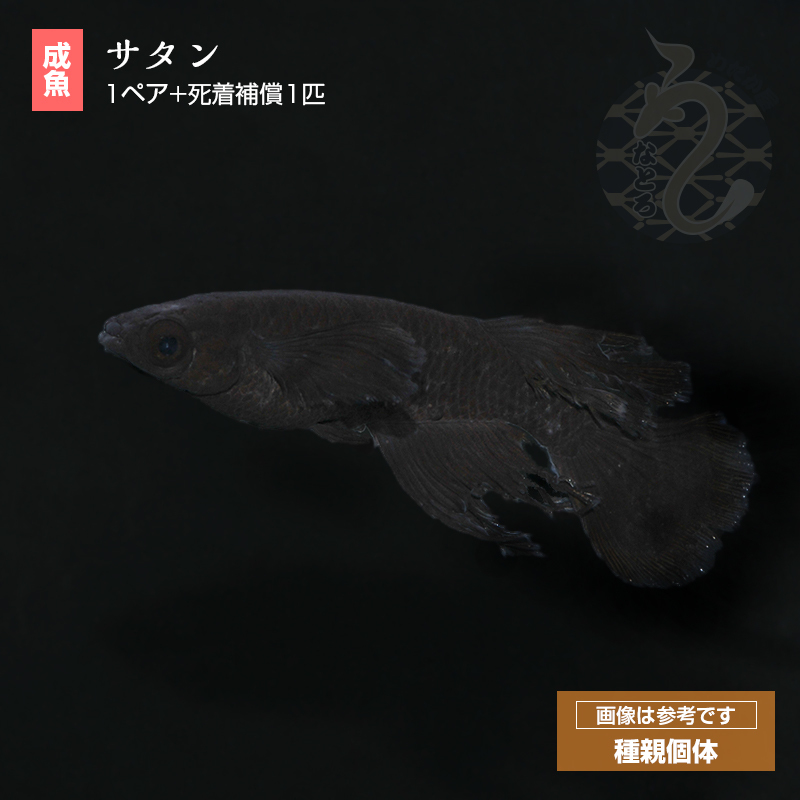 タカタカ様 リクエスト 3点 まとめ商品 Beautiful💙💙💙 NO: TDF-SM1768KE SIZE: S Please feel free to