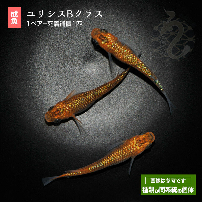 メダカ めだか ユリシス Bクラス 1ペア ペット 観賞魚 生体 品種改良メダカ アクアリウム 成魚 ラメ 柿色 80 以上節約