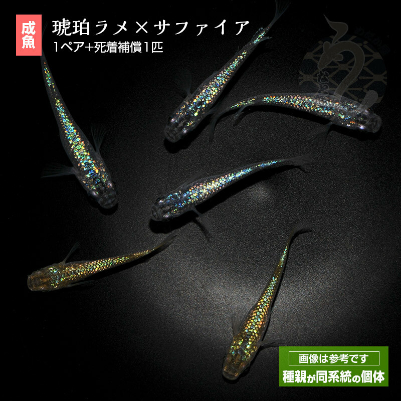 楽天市場】メダカ 夜煌 1ペア めだか 改良 ペット 観賞魚 生体