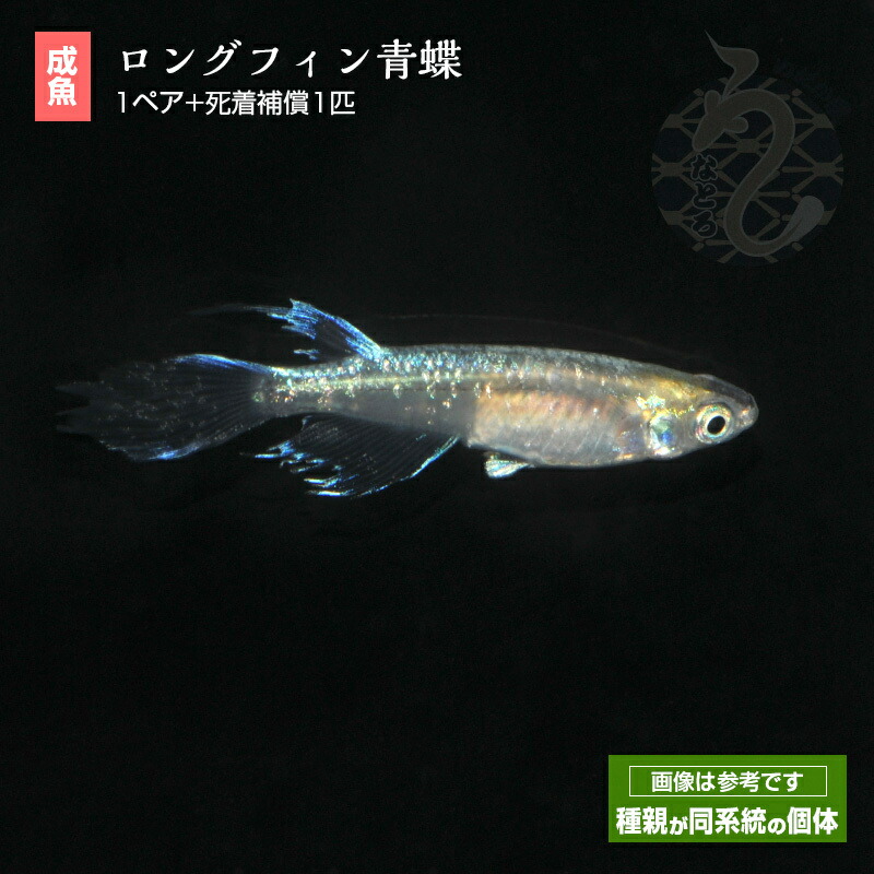 楽天市場】メダカ めだか 白雪姫 1ペア ペット 観賞魚 生体 品種改良メダカ アクアリウム 成魚 ヒカリ体型 白 : メダカうなとろふぁ〜む楽天市場店