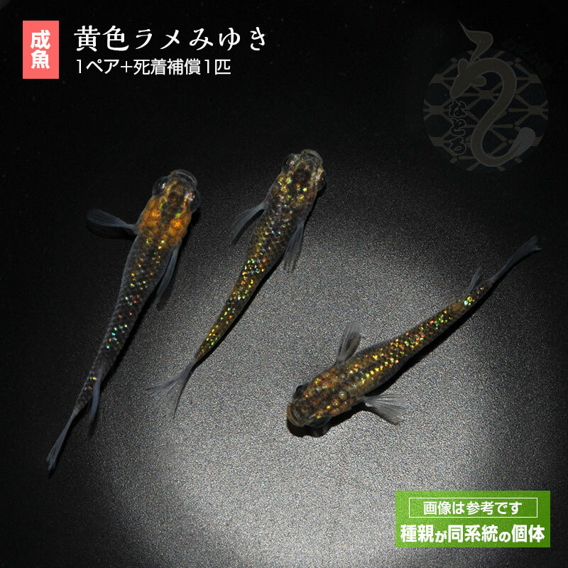 楽天市場】メダカ めだか 三色ラメ（Bクラス） 1ペア ペット 観賞魚 生体 品種改良メダカ アクアリウム 成魚 ラメ 三色 : メダカ うなとろふぁ〜む楽天市場店