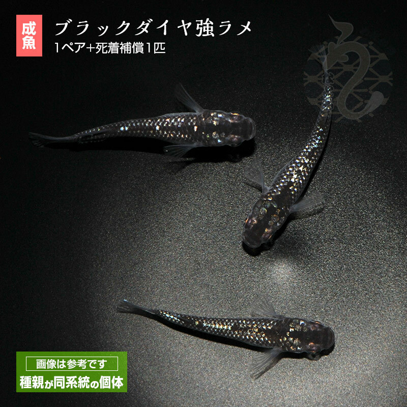 楽天市場】メダカ めだか クラウドグレーダイヤ 強ラメ ３ペア ペット 黒メダカ 観賞魚 生体 品種改良メダカ アクアリウム 成魚 ラメ 改良 黒  販売 送料 無料 淡水魚 淡水 高級 送料無料 ペア 高級メダカ ラメメダカ メダカ販売 キラキラ : メダカうなとろふぁ〜む楽天市場店