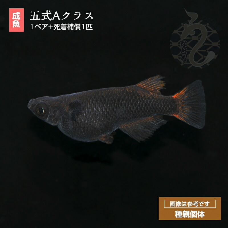 楽天市場】メダカ めだか GOD （ゴッド） 1ペア ペット 観賞魚 生体 