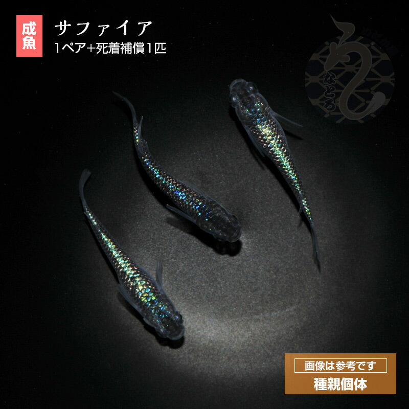 楽天市場】メダカ めだか サファイア ３ペア ペット 観賞魚 生体 品種改良メダカ アクアリウム 成魚 ラメ きれい 青 : メダカ うなとろふぁ〜む楽天市場店