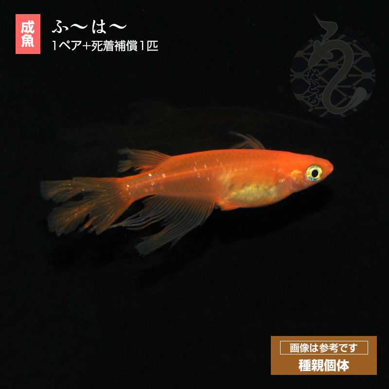 メダカの生体？ 通販では高いです imm016r.jpg