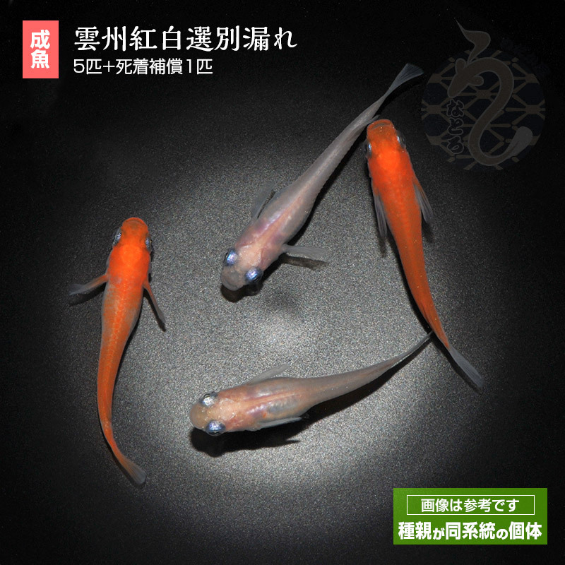 【特選めだか】【★種親にして頂きたい極上個体・S691・雲州三色めだか！！★★★】【★★★赤が強く出る 1ペア★】 雲 州 三 色 めだかの通販