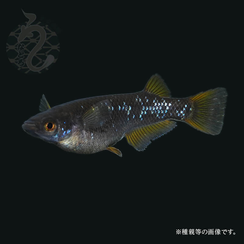 楽天市場】メダカ めだか 五式ラメ 紫金 3ペア 改良 ペット 観賞魚