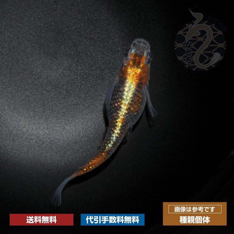 楽天市場】メダカ めだか GOD （ゴッド） 3ペア ペット 観賞魚