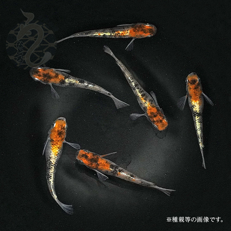 楽天市場】メダカ めだか 朱紅玉（Bクラス） ３ペア ペット 観賞魚 生体 品種改良メダカ アクアリウム 成魚 三色 体外光 : メダカ うなとろふぁ〜む楽天市場店