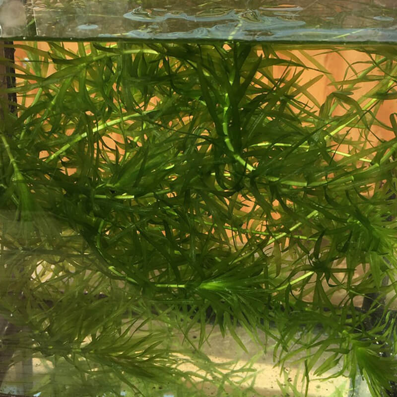 楽天市場】マツモ 水草 1本 まつも 無農薬 みずくさ 水草セット