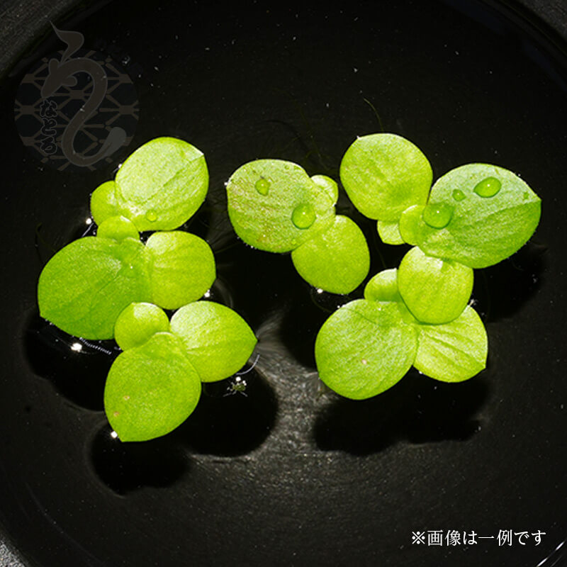 楽天市場】ホテイ草 ホテイアオイ 1株 水草 産卵床 メダカ