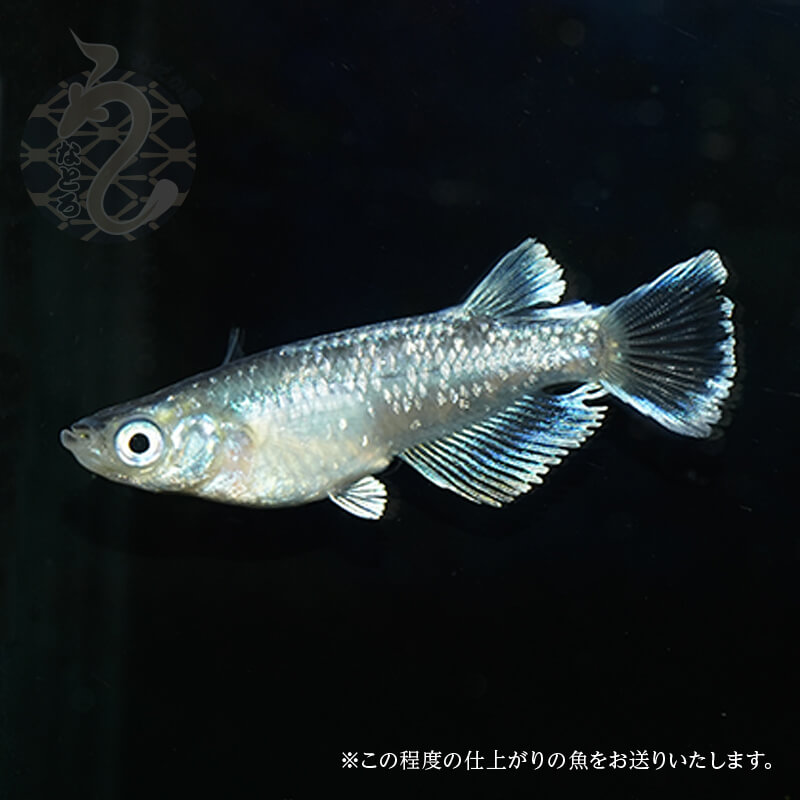 楽天市場】メダカ めだか うなとろんぐ 1ペア 熱帯魚 ペット 改良 メダカペア 観賞魚 生体 品種改良メダカ アクアリウム 改良メダカ 成魚 ヒレ長  掛け 合わせ ミックス 販売 メダカ成魚 めだか販売 タルミロングフィン モルフォ ヒレナガ きれい 観賞用 メダカ成魚 めだか ...