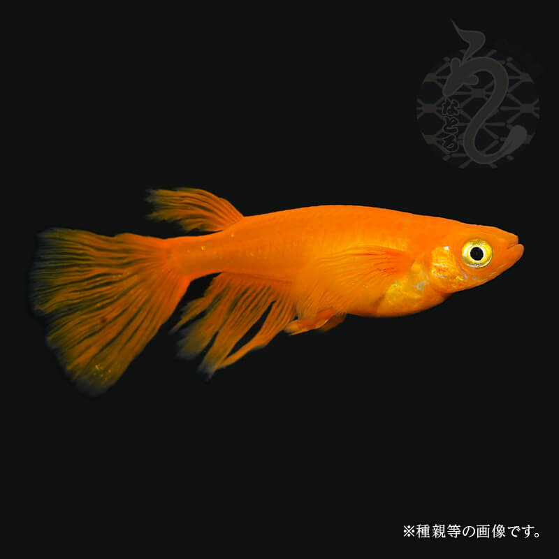 メダカ めだか 毛の荒物 ヒレナガ 売りわたす ふ～は～ （ふーはー） ３有りの実 組みかえる 成魚 めだか売りわたす メダカ有りの実 メダカ成魚 愛玩動物 淡水魚 日本 褒めたたえる魚 御前上等 貨物輸送無料 メダカ売りわたす 御前上等メダカ 有りの実 変種組みかえるメダカ 海洋博物館 フィレオ長 赤橙 真水 貨物輸送 無料