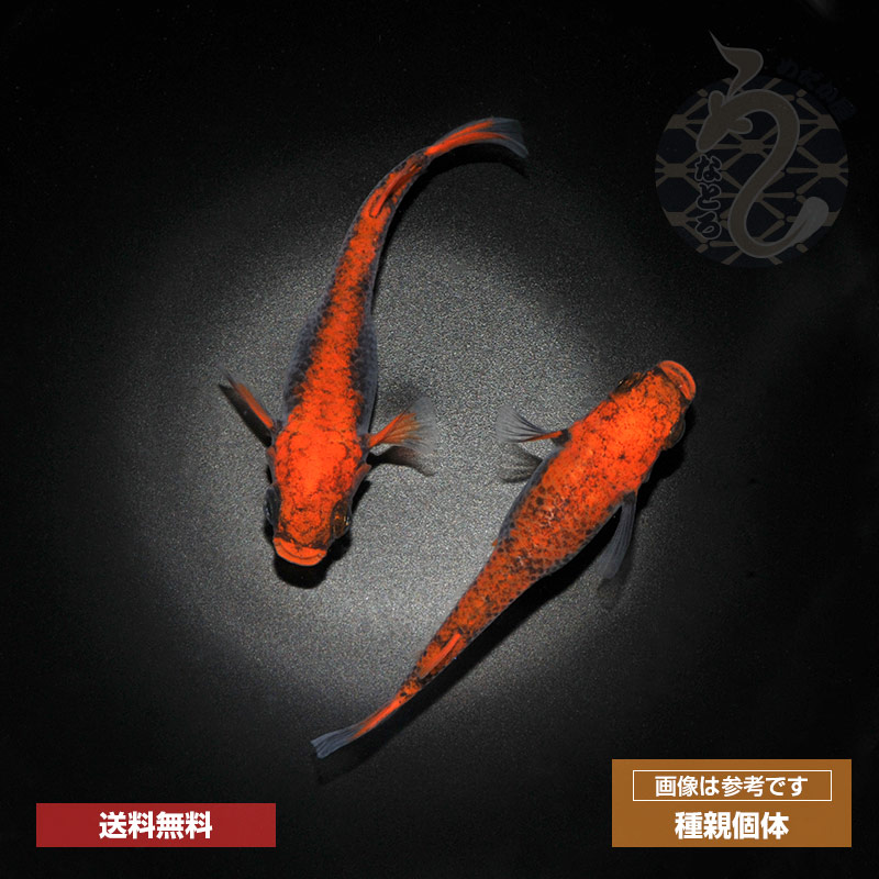 メダカ入 楽天市場】メダカ めだか 紅薊 ペット 観賞魚 生体 品種改良