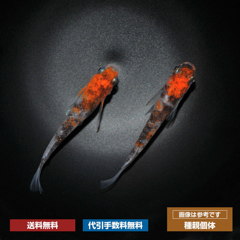 小魚 金魚王子】桜錦 10.5cm前後 (個体番号：vfr383) | 金魚