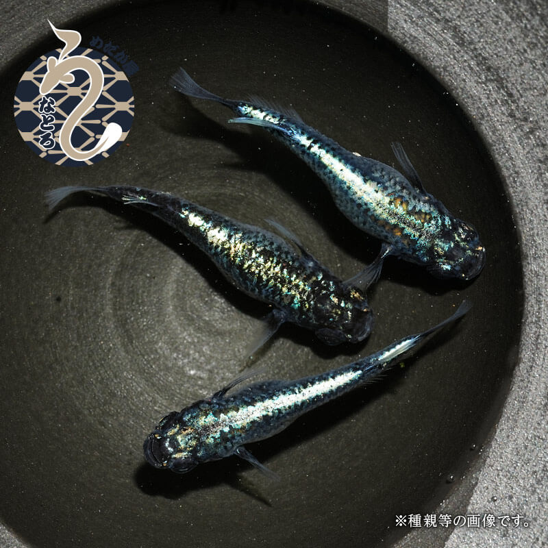 メダカ めだか 墨武 ３ペア ペット 観賞魚 生体 品種改良メダカ アクアリウム 成魚 黒