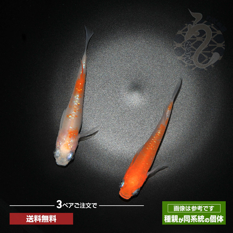 楽天市場】雲州紅白 メダカ めだか ３ペア 成魚 紅白 ペット 観賞魚 生体 品種改良メダカ メダカ販売 アクアリウム 販売 飼育 淡水魚 淡水 高級 ペア  めだか生体 改良メダカ 改良 メダカ成魚 綺麗 高級メダカ ラメメダカ 観賞用 めだか生体販売 メダカペア : メダカうな ...